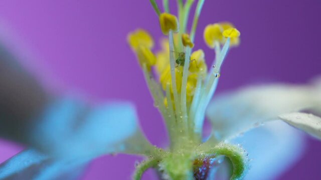 The central part of an apple flower is a group of pistils and stamens with yellow anthers. ruit tree flower structure extreme macro close up. Changing lighting.