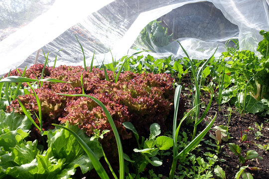 verschiedene Gem&uuml;se und Salate gedeihen im Hochbeet