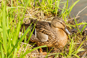 Female duck sits on the shore of the pond