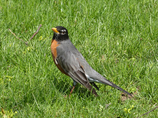 Robin bird in green grass