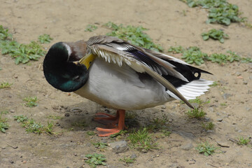 Anas platyrhynchos male cleaning his feathers. 