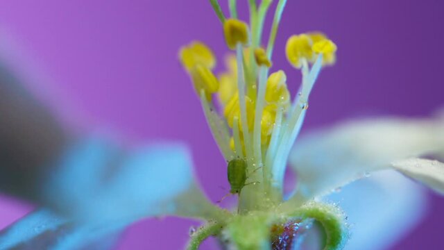 The central part of an apple flower is a group of pistils and stamens with yellow anthers. ruit tree flower structure extreme macro close up. Changing lighting.