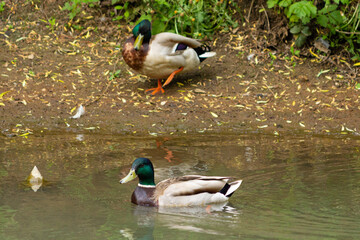 A flock of ducks in a water