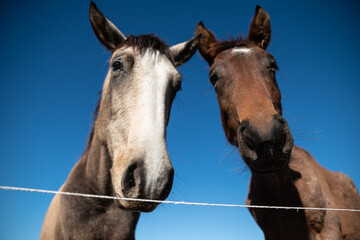 caballos juntos