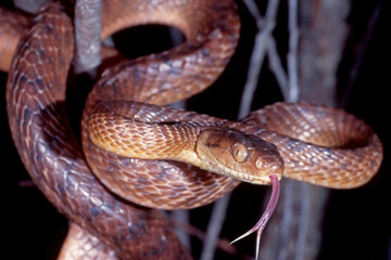 Brown Tree Snake Flickering tongue