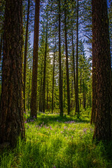 Fototapeta premium Wildflower blossoms in the forest surrounded by giant ponderosa pines in the summer sun