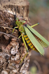 grasshopper 