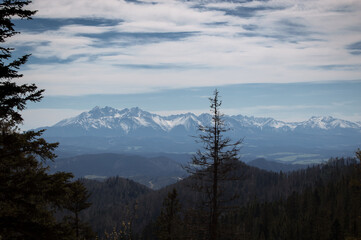 View from the mountain peak to the great snow-capped mountain peaks. Beautiful blue sky and green coniferous forest with one disturbing tree