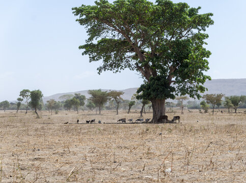 Cattle and goats seeking the shade on a hot afternoon