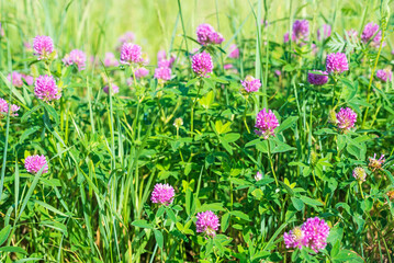 Wonderful blooming clover with pink flowers and lush green grass grow on large wild meadow on sunny spring day close view