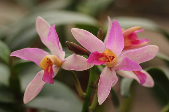 epidendrum unknown 1