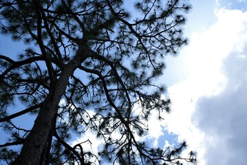 tree dancing with sky