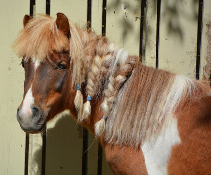 Miniature horses are the size of a very small pony, many retain horse characteristics and are considered horses by their respective registries. They have various colors and coat patterns