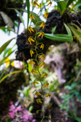 The binary structure of an orchid in the Botanical Garden of Chiapas, Mexico.