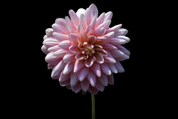 Beautiful flower, pink dahlia isolated on a black background © britaseifert