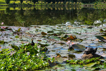 The CATIE university pond in Costa Rica with the visit of aquatic birds among the water lilies