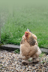 Brahma chicken stands proudly in the garden - depth of field