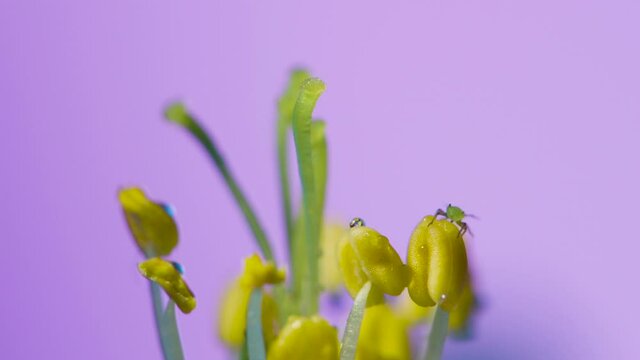 The central part of an apple flower is a group of pistils and stamens with yellow anthers. ruit tree flower structure extreme macro close up. Changing lighting.
