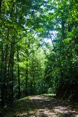 The dense foliage of the Costa Rican rainforest