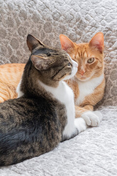 Two Cats Lying Down Grooming Each Other.