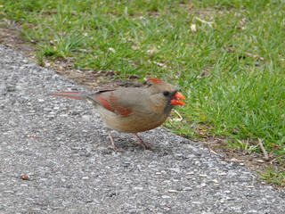 Female cardinal bird sitting on trail
