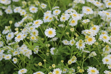 Fototapeta premium daisies in a field