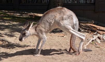 The kangaroo is a marsupial from the family Macropodidae (macropods, meaning 'large foot').