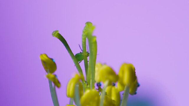 The central part of an apple flower is a group of pistils and stamens with yellow anthers. ruit tree flower structure extreme macro close up. Changing lighting.