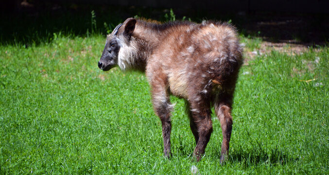 Japanese serow Capricornis crispus is a Japanese goat-antelope, an even-toed ungulate mammal. It is found in dense woodland in Japan, primarily in northern and central Honshu.