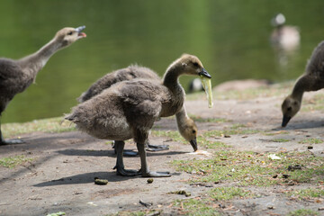 Canadian geese - goslings eating near a river
