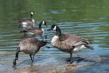 canadian geese on the water