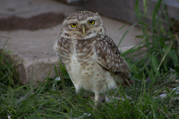 Lechuza Owl