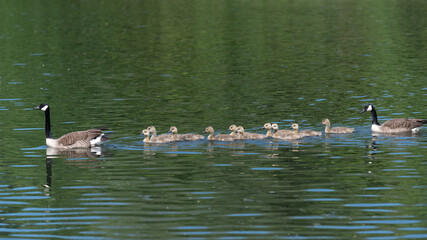 Canadian geese - goslings follow parent in single file on a river