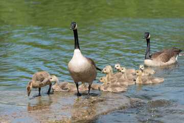 Canadian geese - goslings approach a large flat rock in a flowing river, with some waiting for their turn to land