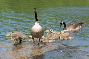 Fototapeta premium Canadian geese - goslings approach a large flat rock in a flowing river, with some waiting for their turn to land