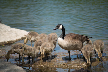 Canadian geese - goslings
