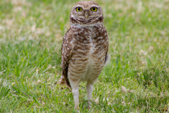 Lechuza Owl