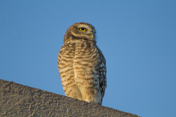 Lechuza Owl