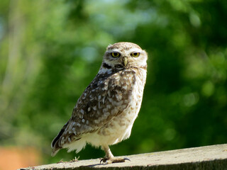 Lechuza Owl
