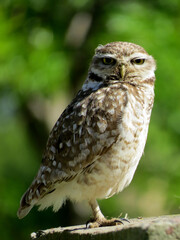 Lechuza Owl