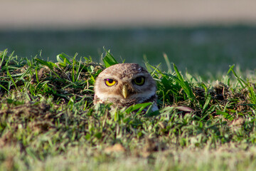 Lechuza Owl
