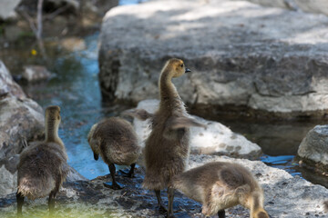 various goslings on a stone, featuring one stretching with tiny wings