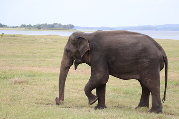 Naklejka na ściany i meble Marching Elephant in Minneriya National Park,Sri Lanka