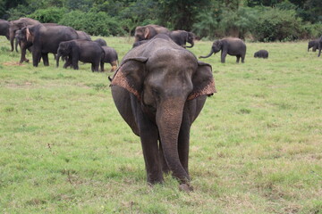 Innocent Pregnant Elephant in Minneriya National Park,Sri Lanka