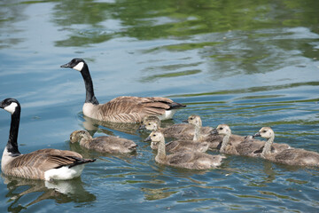slowly maturing goslings following closely their protective parents as they swim on a river - moving towards the left of the picture