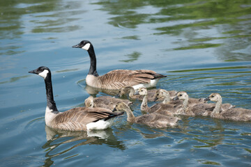 slowly maturing goslings following closely their protective parents as they swim on a river - moving towards the left of the picture