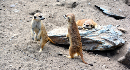 The meerkat or suricate is a small carnivoran belonging to the mongoose family live in Kalahari Desert in Botswana, the Namib Desert, Namibia and southwestern Angola, and in South Africa - obrazy, fototapety, plakaty