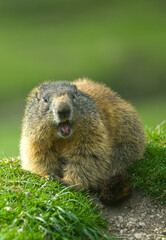 Whistling marmot with open mouth