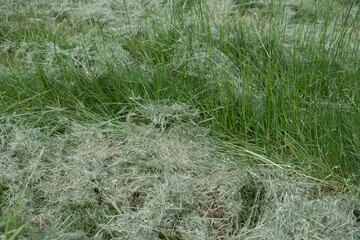 recently cut grass and clippings in the wind