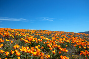 Desert hill blanketed with California Golden Poppies under blue cirrus sky in the high desert of...